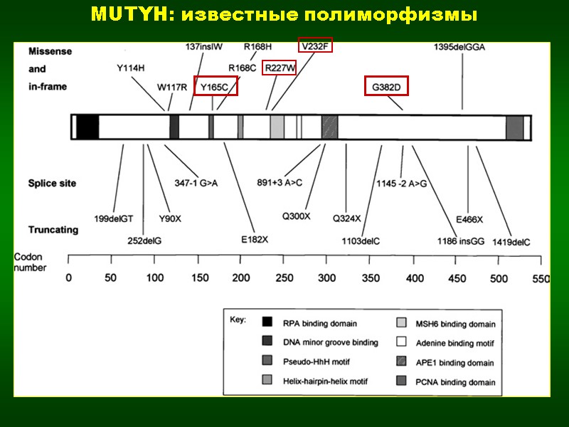 MUTYH: известные полиморфизмы